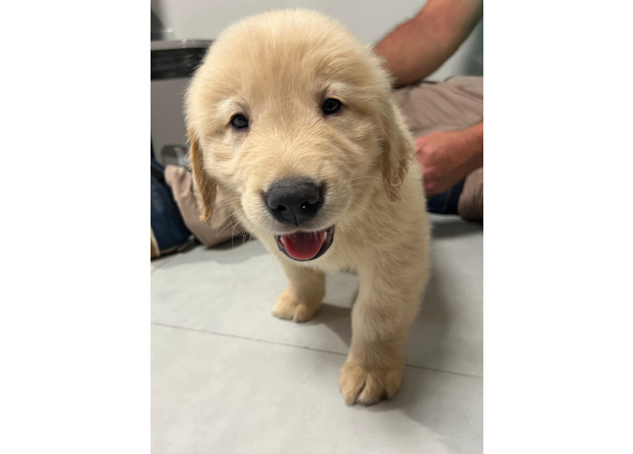 Filhotes de golden retriever puro
